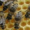 /dane/Awatary/1332791964-bees.jpg